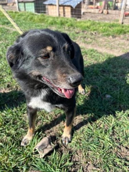 ❤🐾 COOPER. 3 Jahre, ca. 45/50