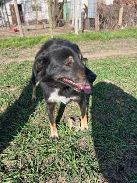 ❤🐾 COOPER. 3 Jahre, ca. 45/50