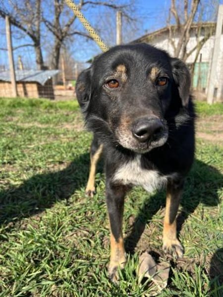 ❤🐾 COOPER. 3 Jahre, ca. 45/50