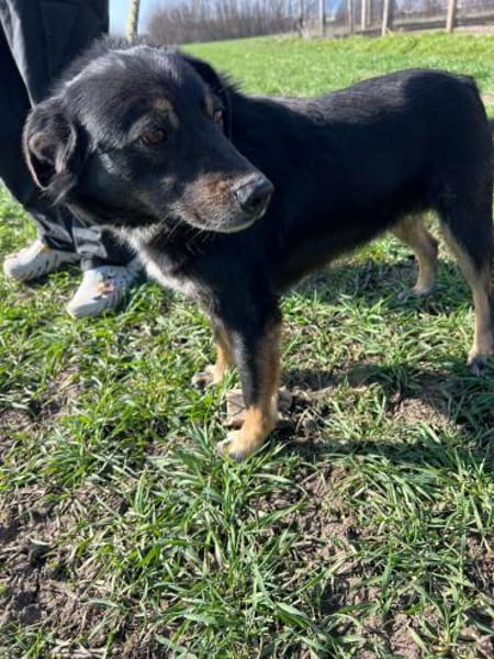 ❤🐾 COOPER. 3 Jahre, ca. 45/50