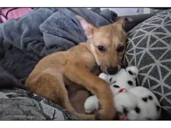 Neppo - wartet in 27809 Lemwerder