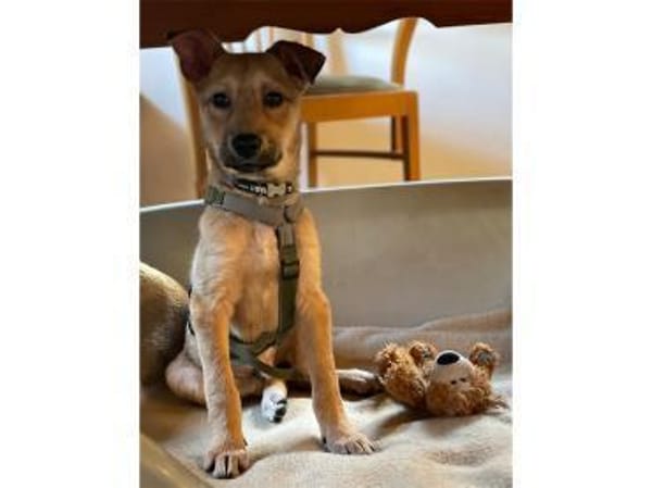 Neppo - wartet in 27809 Lemwerder