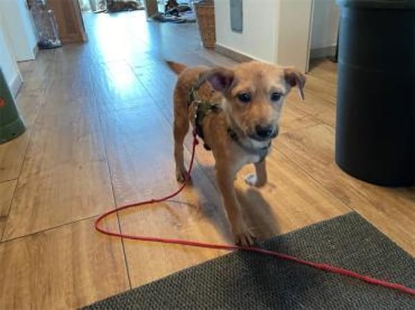 Neppo - wartet in 27809 Lemwerder