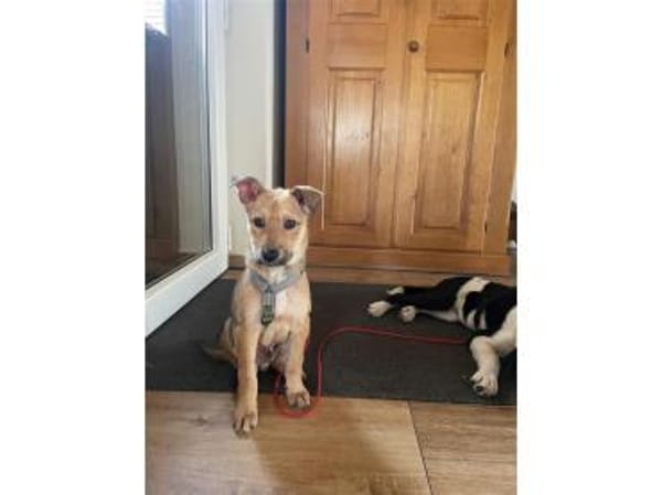 Neppo - wartet in 27809 Lemwerder