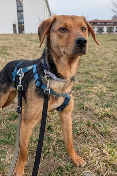 Elara - Treue Begleiterin sucht Dich