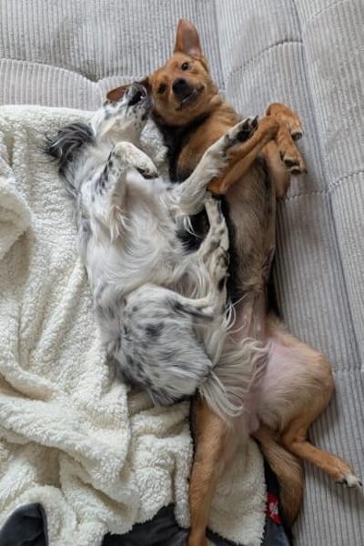 Elara - Treue Begleiterin sucht Dich