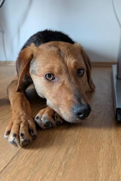 Elara - Treue Begleiterin sucht Dich