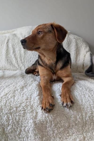 Elara - Treue Begleiterin sucht Dich