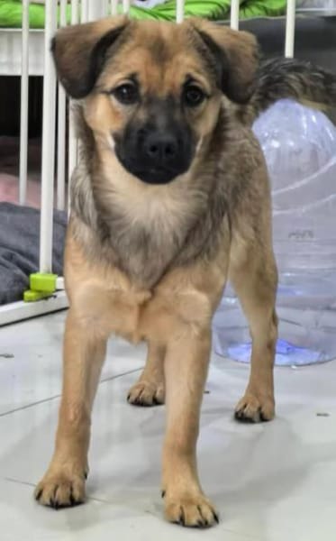 Holly (braun) und Klara (schwarz)