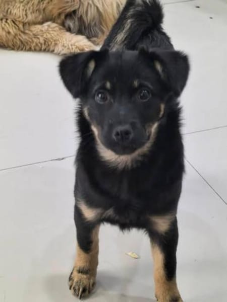 Holly (braun) und Klara (schwarz)