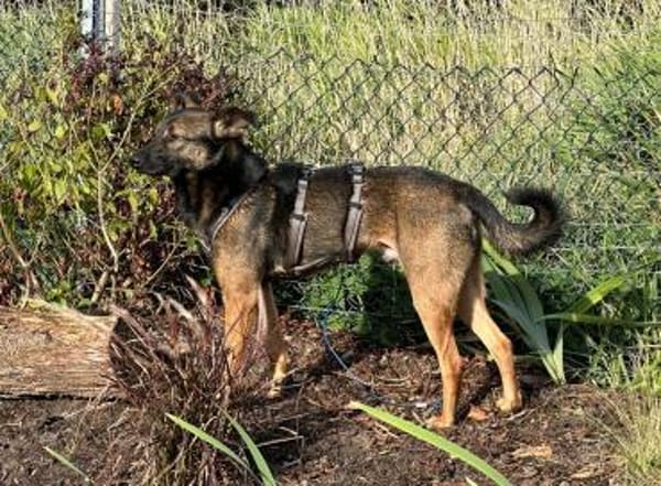 Ozzy kleiner Jungrüde