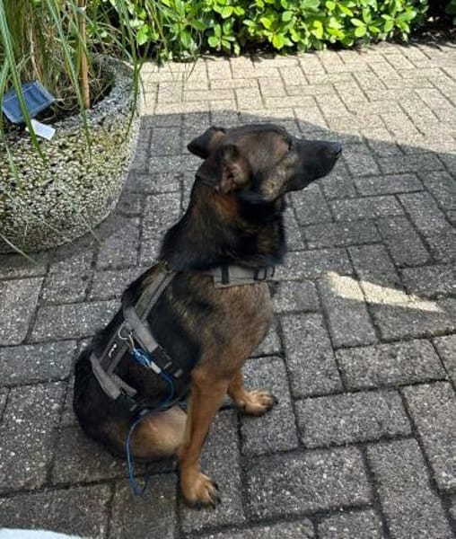 Ozzy kleiner Jungrüde