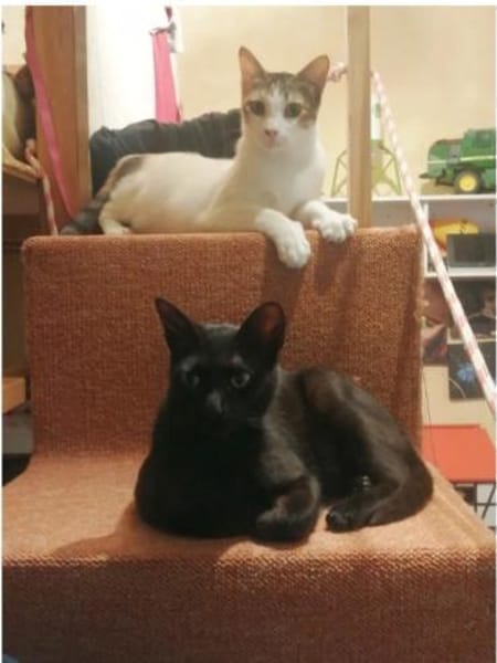 Piña- super lieb, verspielt & verschmust