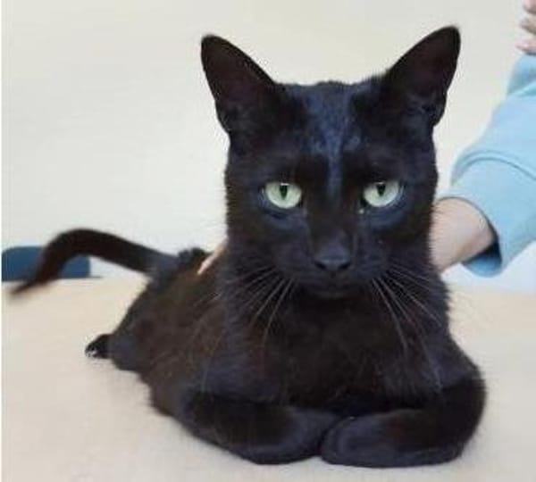 Piña- super lieb, verspielt & verschmust