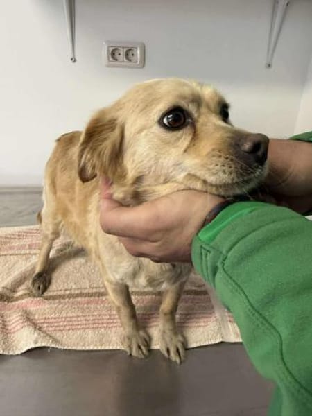 🐾❤ SUSI, 1-2 Jahre, ca. 30cm