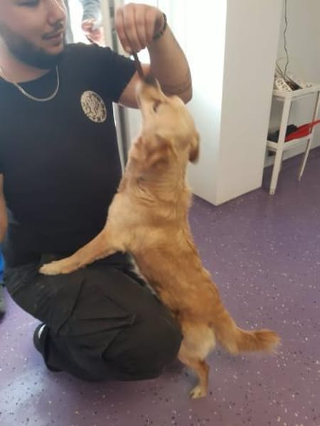 🐾❤ SUSI, 1-2 Jahre, ca. 30cm