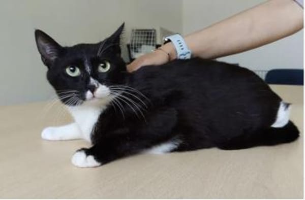 Ronda- liebes anhängliches Katzenmädchen