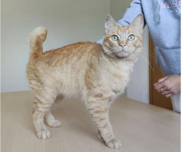 Isidro - liebenswerter roter Tiger