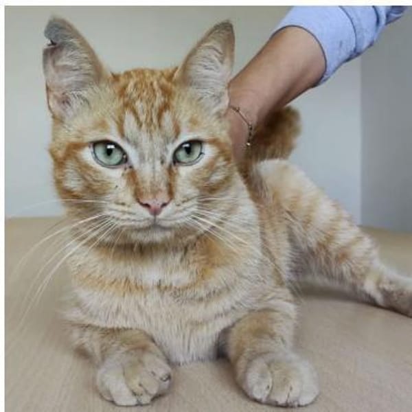 Isidro - liebenswerter roter Tiger