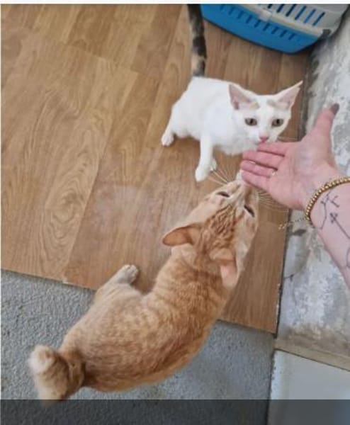 Isidro - liebenswerter roter Tiger