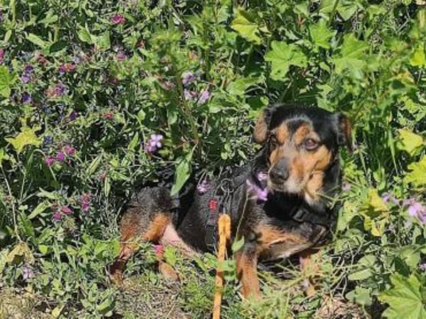 Timón - Angsthase mit Löwenherz