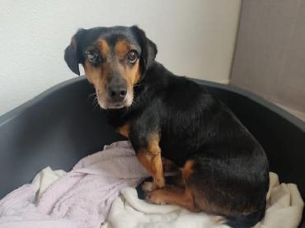 Timón - Angsthase mit Löwenherz