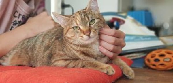 liebe Mila sucht Körbchen