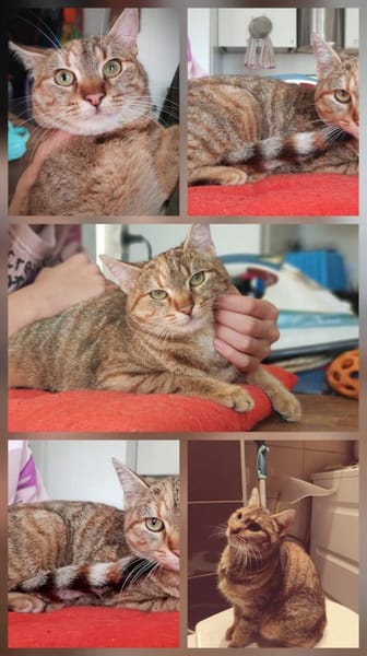 liebe Mila sucht Körbchen