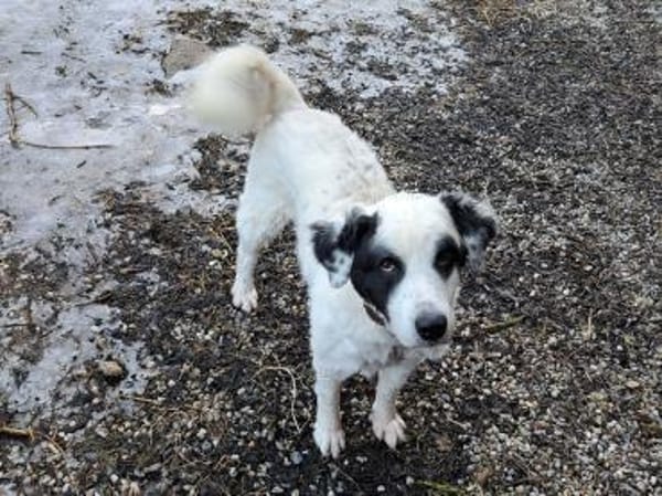 Falco su. hunderefahrene Menschen