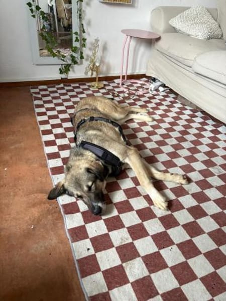 freundl. Dua, Pflegestelle bei Augsburg