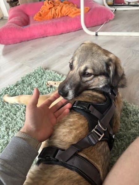 freundl. Dua, Pflegestelle bei Augsburg