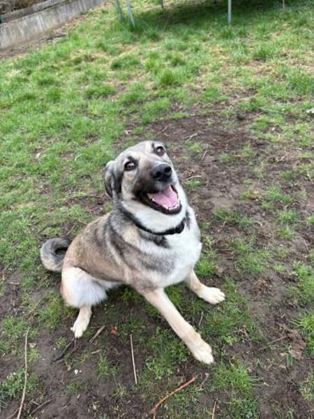 freundl. Dua, Pflegestelle bei Augsburg