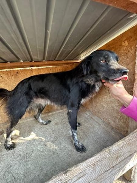 ❤🐾 MABEL, 3 Jahre,  ca. 45/50 cm