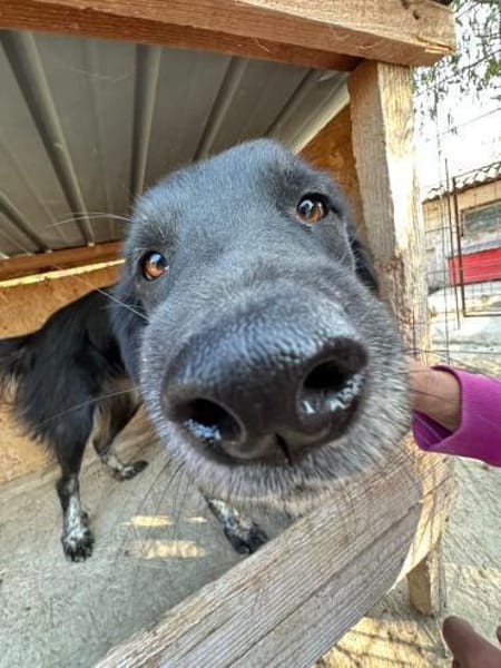 ❤🐾 MABEL, 3 Jahre,  ca. 45/50 cm