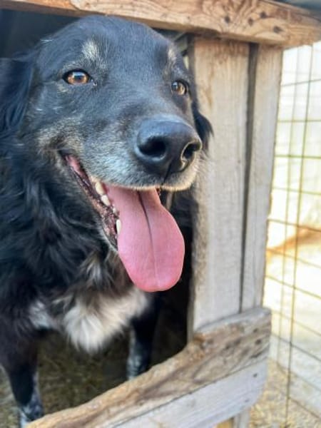 ❤🐾 MABEL, 3 Jahre,  ca. 45/50 cm