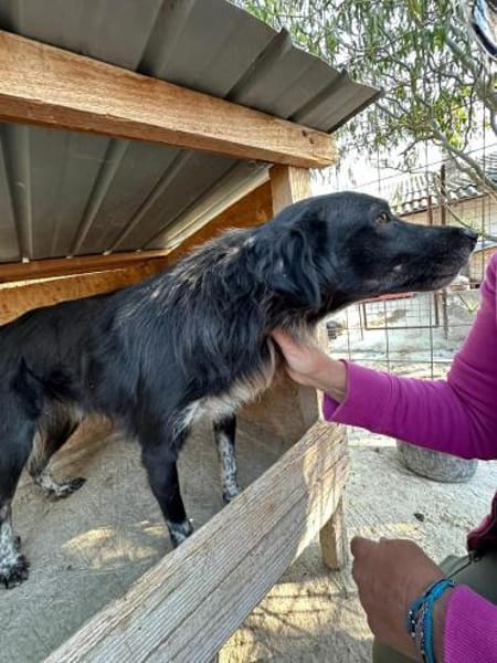 ❤🐾 MABEL, 3 Jahre,  ca. 45/50 cm