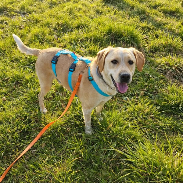 Nacho sucht sein ZUhause