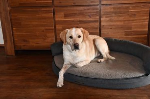 Nacho sucht sein ZUhause