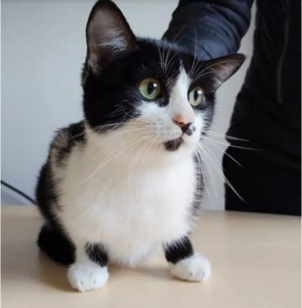 Dringend! Cherry - lieb und anhänglich