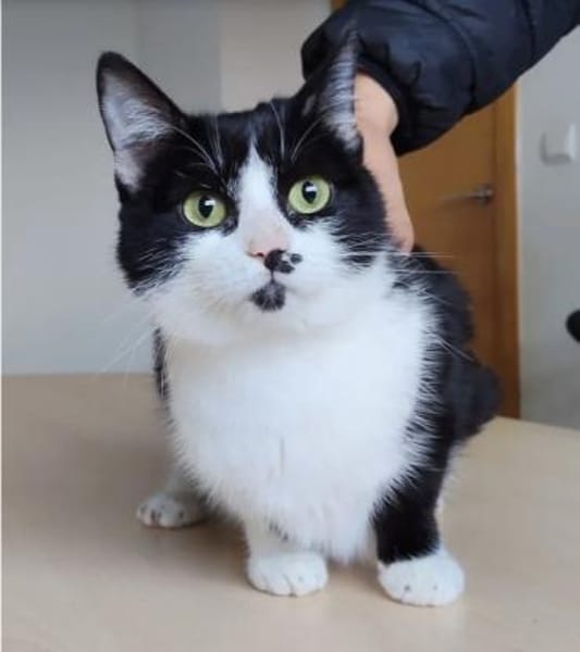 Dringend! Cherry - lieb und anhänglich