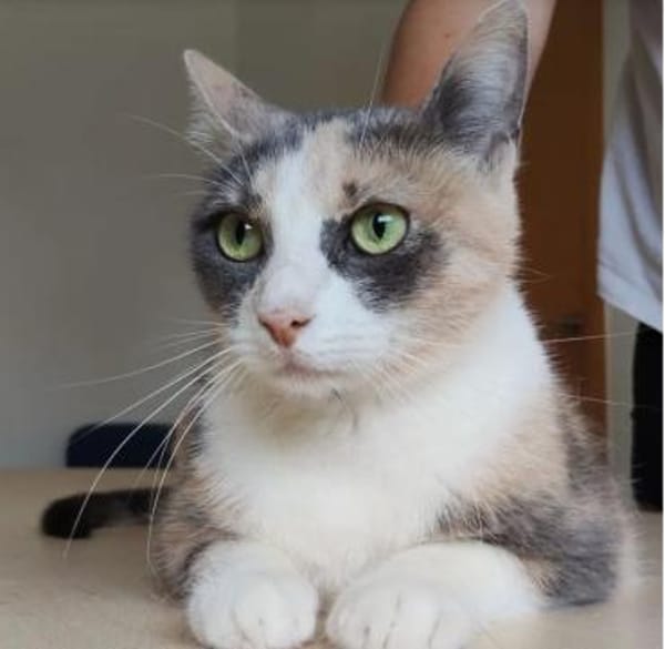 Trinity- bildhübsch und selbstbewusst