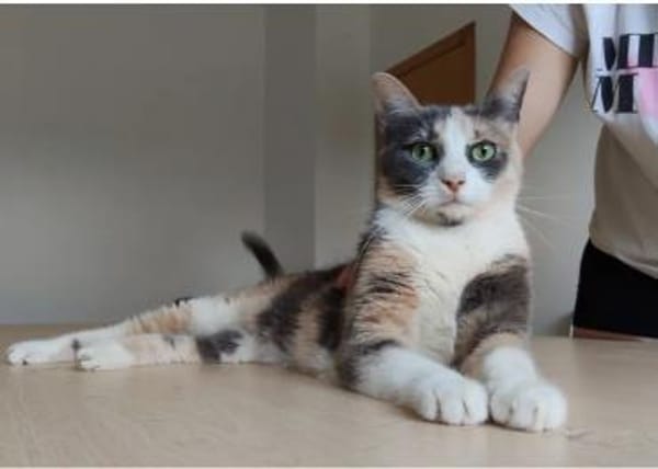 Trinity- bildhübsch und selbstbewusst