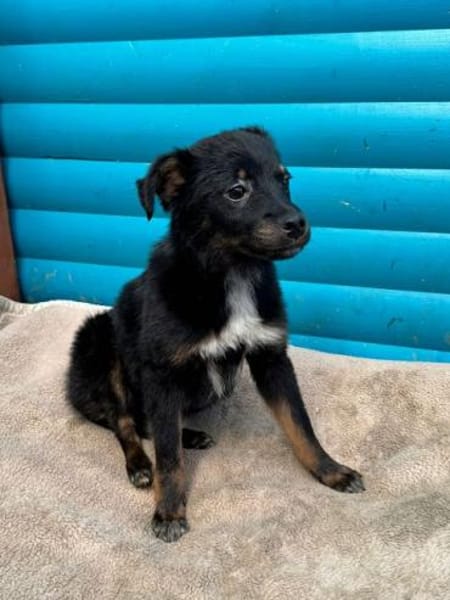 BAMBU-entzückende, kleine Welpen-Hündin