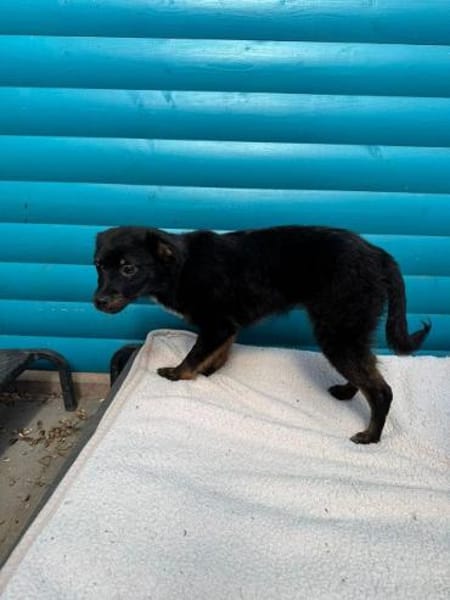 BAMBU-entzückende, kleine Welpen-Hündin