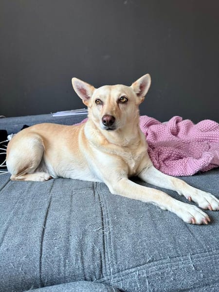 Frieda sucht ihr Glück