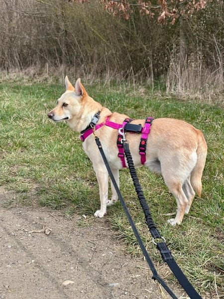 Frieda sucht ihr Glück
