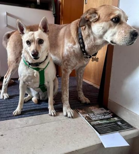 Frieda sucht ihr Glück