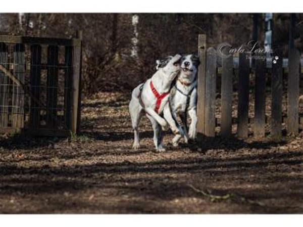 Jona - wartet in 91320 Ebermannstadt