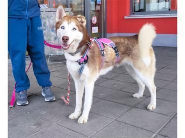 Chila - wartet in 92369 Sengenthal