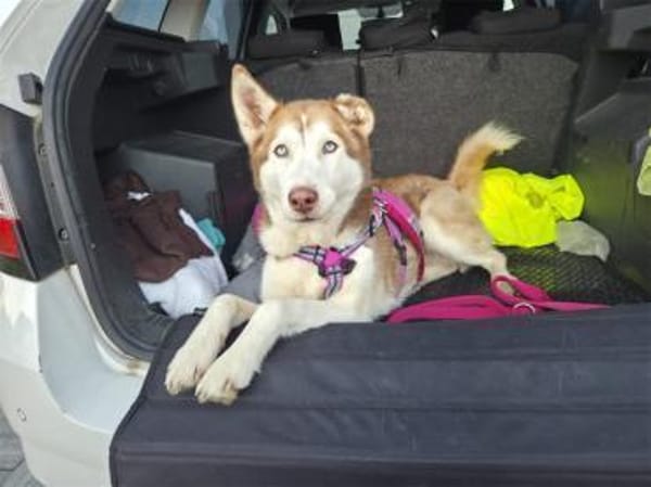 Chila - wartet in 92369 Sengenthal